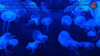 معلومات هامة عن قنديل البحر Jellyfish#