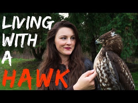 living-with-a-red-tailed-hawk-|-warning-graphic