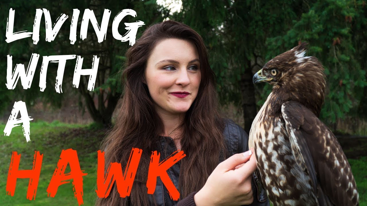 Living With a Red Tailed Hawk | Warning Graphic - YouTube