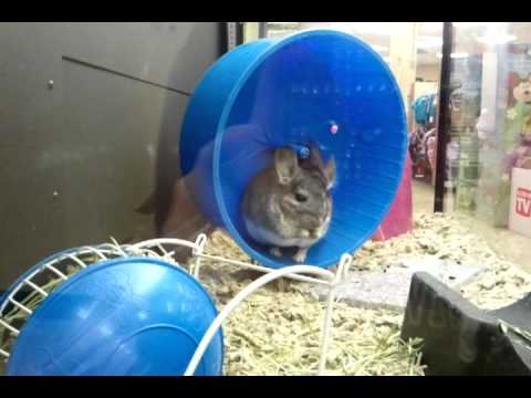 baby chinchillas for sale at petco