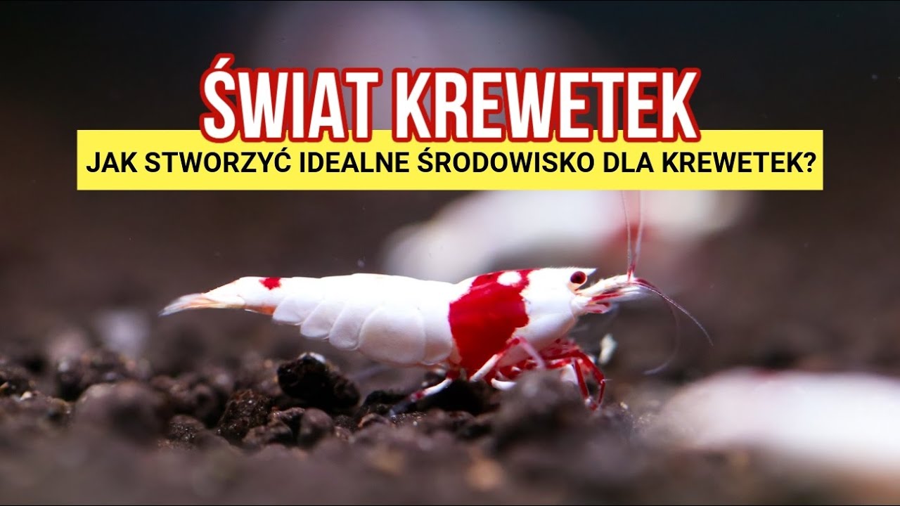 KREWETKI W AKWARIUM – Krewetki w Twoim Akwarium od A do Z