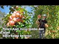 Panen Apel Di Italia Ukuran Jumbo | Ekspresi Orang Kampung Lihat Kebun Apel Di Italy