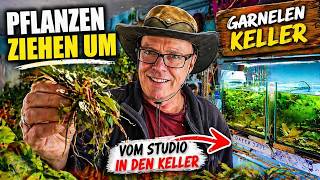 Aquaristik Spaß im Garnelenkeller
