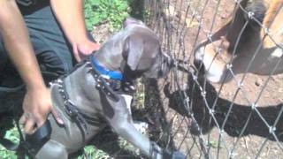 gotti blue nose pitbulls