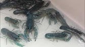 自由研究 青いザリガニの作り方 夏休みにザリガニにサバやイカなどのエサを与えて青ザリガニを飼育しよう Youtube
