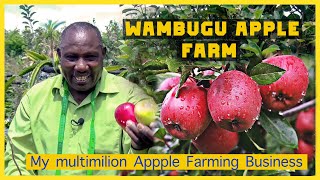 APPLE FARMING IN KENYA || THIS IS HOW I STARTED MY MULTI MILLION APPLE FARM