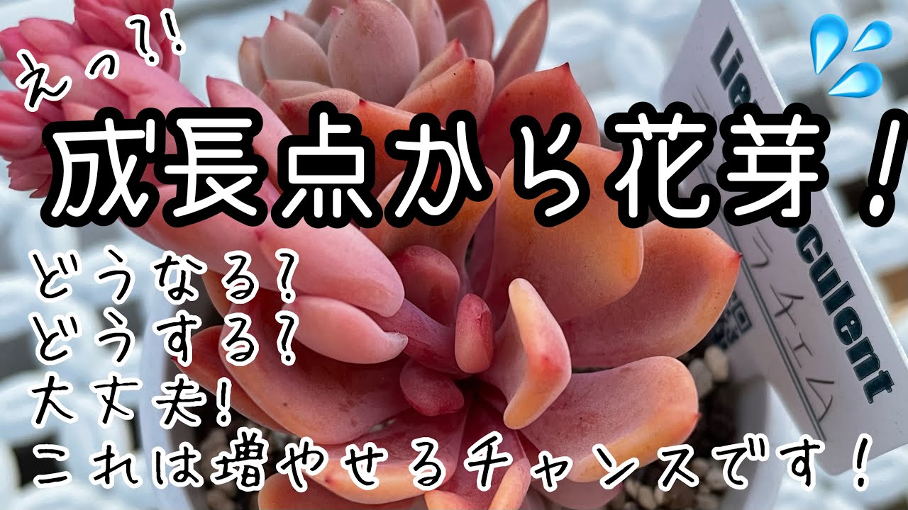 多肉植物 成長点から花芽が どうしよう 成長点がおかしくなるとその後こうなります コレは増やすチャンス Youtube