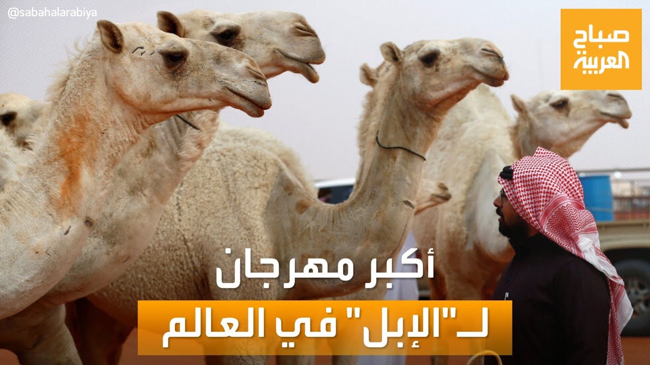 -صباح العربية- داخل أكبر مهرجان لـ -الإبل- في العالم
 - نشر قبل 2 ساعة