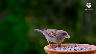 Simple Platform Bird Feeder Works 
