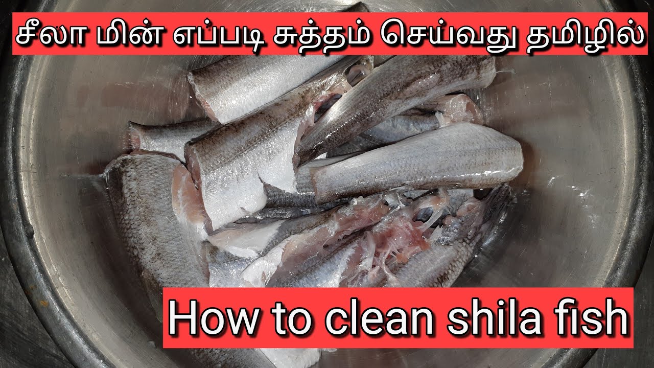 சீலா மின் எப்படி சுத்தம் செய்வது தமிழில் HOW TO CLEAN SHILA FISH IN