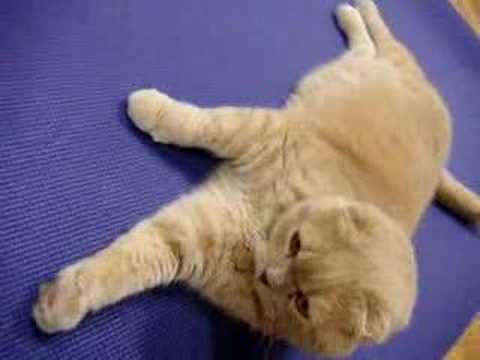 Cutest Scottish fold kitty cat on yoga mat