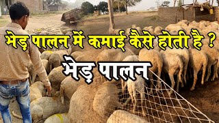 SHEEP FARMING | भेड़ी पालन करने वाले इस गड़ेरिये ने बताया कि भेड़ पालन में मेहनत कितनी और कमाई कितनी ?