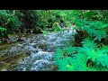 Relaxing River in the Woods | Forest Water Sounds for Deep Sleep and Stress Relief
