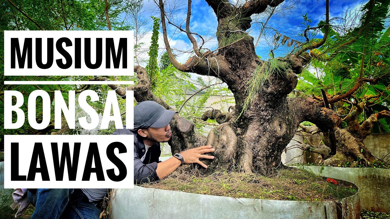 Kumpulan Bonsai antik #bonsai #senimanbonsai #belajarbonsai  #tanaman #bonsaiinspirasi #duniabonsai 