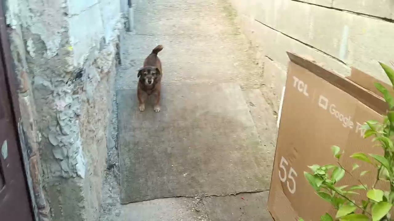 Hello neighbor 19 rész