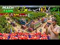This is Pakistan's New Billion Dollars Industry | Peach Farming in Pakistan | Discover Pakistan