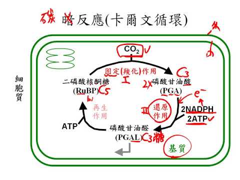 10601高三選修生物ch2 1 15卡爾文循環的各步驟反應三捷