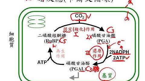 10601高三选修生物ch2 1 15卡尔文循环的各步骤反应三捷 - 天天要闻