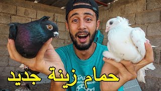 حمام زينة جديد | تجارب مع الحمام 🕊