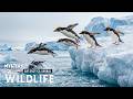 Wildlife Of Antarctica | How Animals Survive Earth’s Coldest, Most Isolated Wilderness