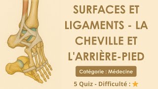 Surfaces et ligaments - La cheville et l'arrière-pied