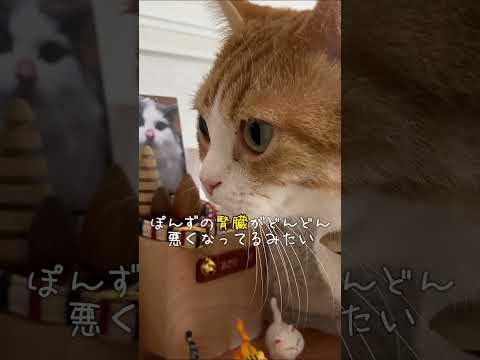 あさり力を貸して🌈😸#shorts