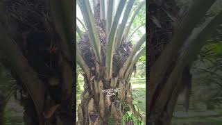 Sawit unggul #sawit #beranda #dj