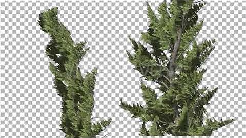 Hollywood Juniper Two Trees Close Up Coniferous | Motion Graphics - Envato elements