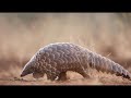 GOOD NEWS PANGOLIN!