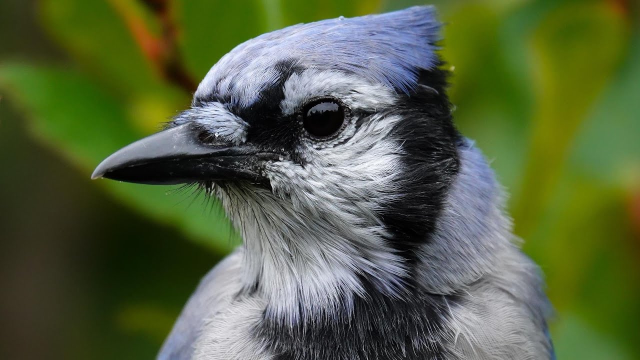 gray blue jay