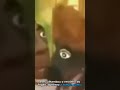 O fogão que saiu em péssimo estado