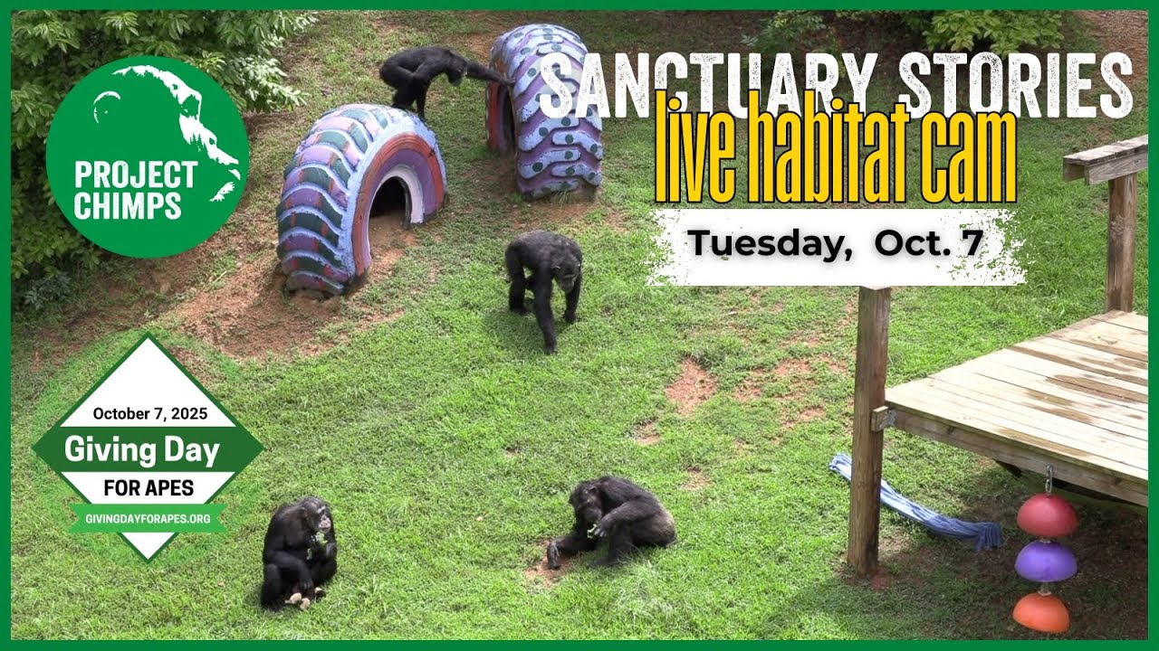 GIVING DAY FOR APES live stream! Watch the chimpanzee live cam!