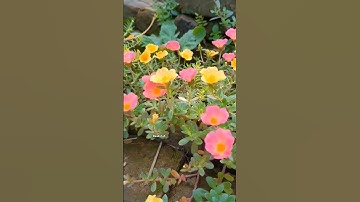 Thumbnail of Bhalobasbo basbo re.. | Habib x Baadshah | #music #natural #flowers