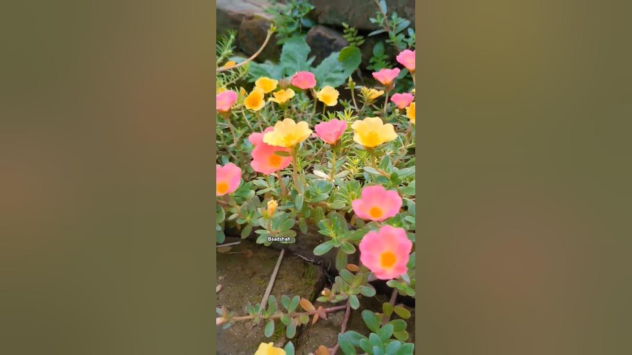 Bhalobasbo basbo re.. | Habib x Baadshah | #music #natural #flowers Bhalobasbo basbo re.. | Habib x Baadshah | #music #natural #flowers