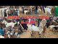 Meerut Tuesday Mandi 16 December 2025 #azharvlogs #goat #bakramandi #meerut #animals #viralvideo