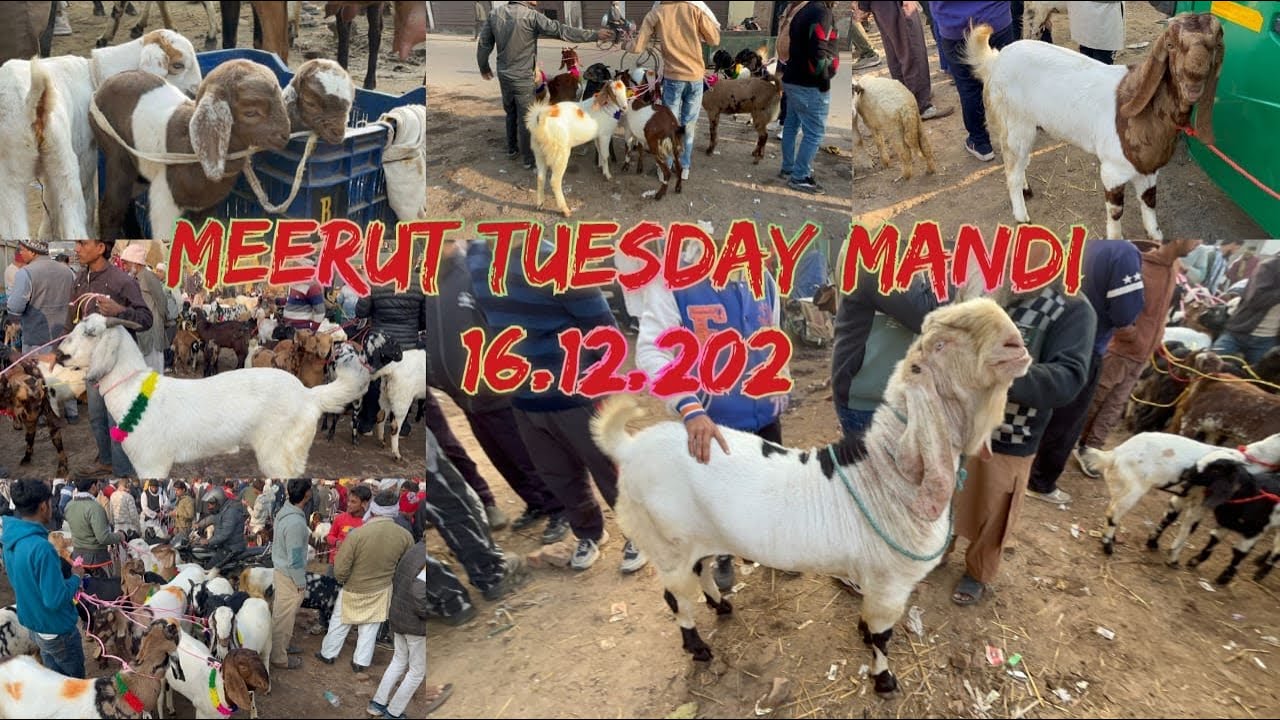 Meerut Tuesday Mandi 16 December 2025 