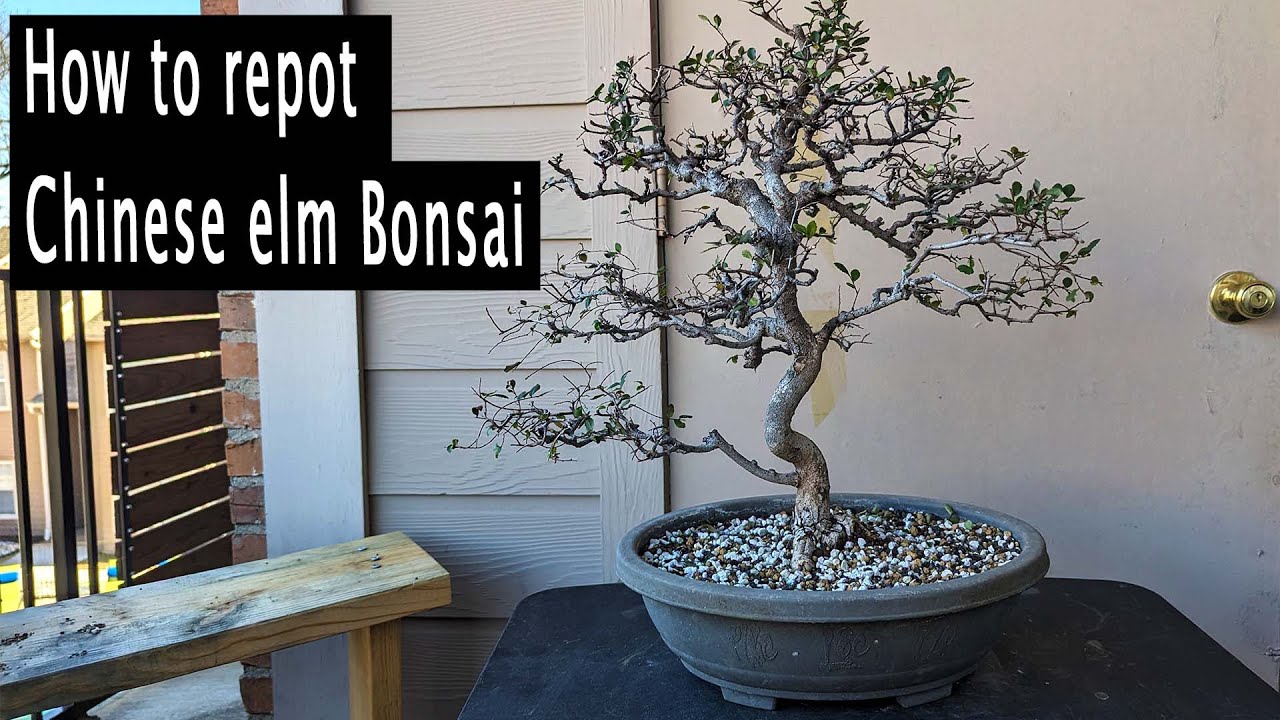 Repotting a Chinese elm bonsai, Bonsai beginner friendy YouTube