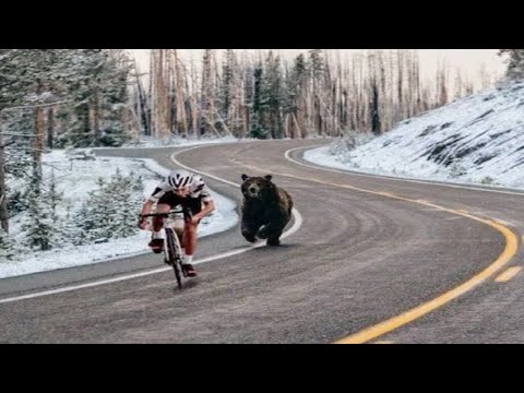 Video: Máma Grizzly Bear Dává Lekci Rybolovu