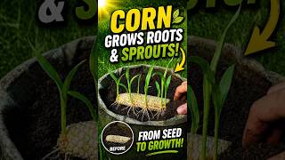 How to Grow Corn From Corn — You Won’t Believe It Actually Works! #garden  #farming #shorts