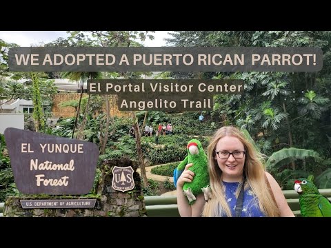 Things To Do In El Yunque Without a Reservation |  Portal Del Yunque | Angelito Trail