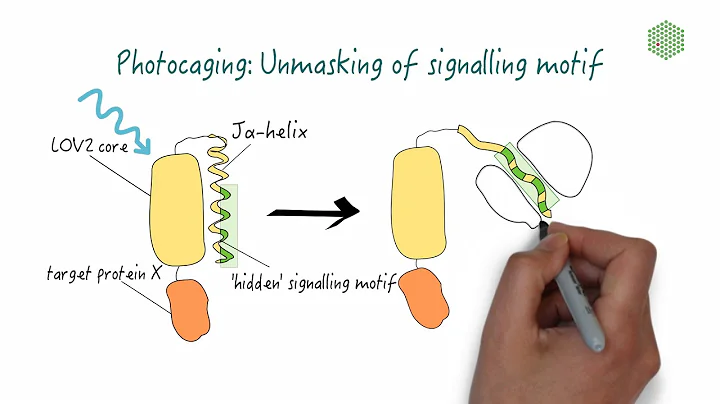 Exploring different optogenetic systems: Photocaging