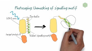 Exploring different optogenetic systems: Photocaging