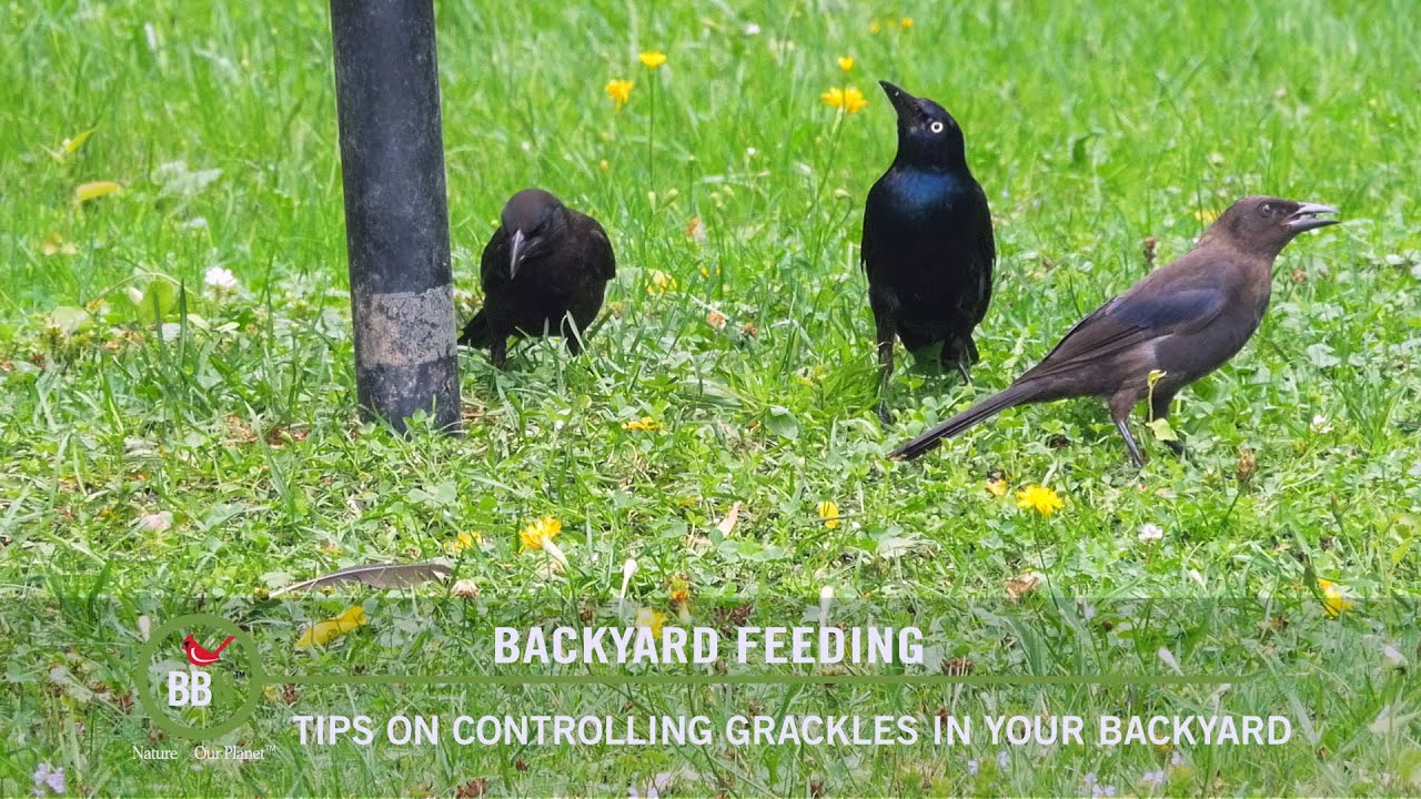 Bbn 144 Controlling Grackles In Your Backyard Youtube