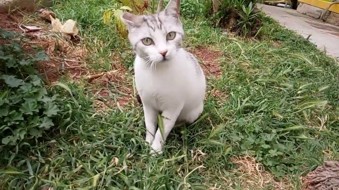 Anne Kedi Yavrularına Yaklaştırmadı YouTube