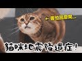 【黃阿瑪的後宮生活】貓咪地震後遺症！ image
