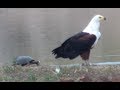 Slow Turtle Attacks An Eagle