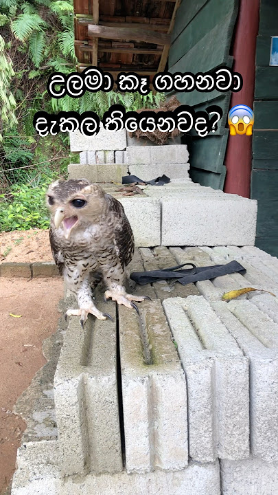 උලමා කෑ ගහනවා දැකල තියෙන්නෙ කව්ද? #spotbellied #eagleowl #ulama #wild #natgeo