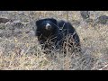 Sloth Bear Encounters