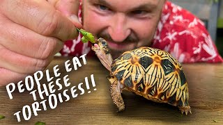 WORLD’S MOST BEAUTIFUL TORTOISE?