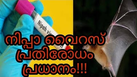 Nipah virus  Kerala. മൂന്നാം തവണ എത്തുന്ന നിപ്പ വൈറസ് അറിയേണ്ടത് ഇവയെല്ലാം ആണ്.